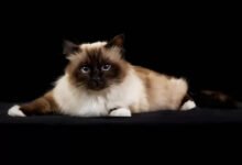 gatto sacro di birmania