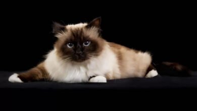 gatto sacro di birmania