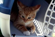 gatto trasportino