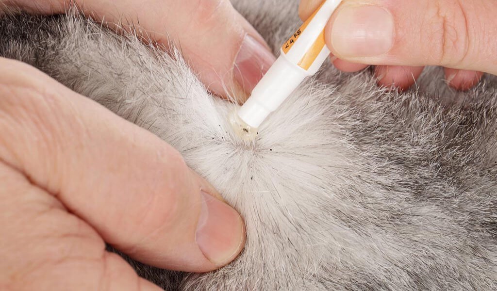 Cura del gatto: come tenere lontani i parassiti 1 antiparassitario