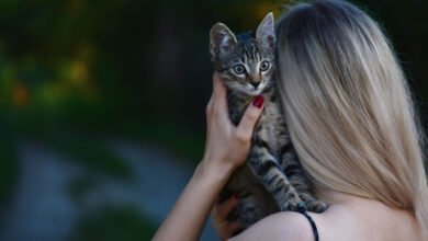 Tra mito e storia: le tante vite dei gatti