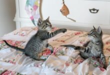 Perché la socialità è un fatto importante per i gattini