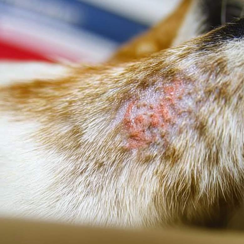 Come riconoscere le pulci nel gatto (con immagini e test rapido) 3 gatto morso da pulci, segni visibili