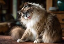Ragdoll si lecca il pelo lungo durante la toelettatura