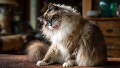 Ragdoll si lecca il pelo lungo durante la toelettatura